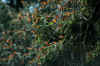 FarfallaMonarca4.jpg (221343 byte)