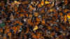 FarfallaMonarca6.jpg (718459 byte)
