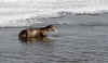 Yellowstone15.jpg (414665 byte)