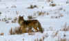 Yellowstone16.jpg (272075 byte)