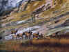 Yellowstone.jpg (109405 byte)