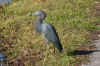 AironeBlu.jpg (149961 byte)