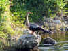 Everglades3.jpg (273959 byte)