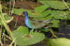 Gallinella.jpg (99765 byte)