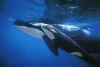 GlacierBay4.jpg (20031 byte)