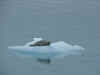 Kluane5.jpg (20202 byte)