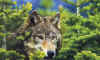 Kluane_LupoGrigio.jpg (42598 byte)