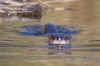 Wrangell4.jpg (175995 byte)