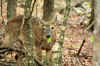 GreatSmoky10.jpg (225962 byte)