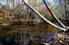 GreatSmoky8.jpg (544354 byte)