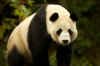 Panda5.jpg (177848 byte)