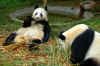 Panda.jpg (447464 byte)