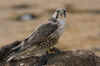 DesertoJaranBadain8.jpg (145567 byte)