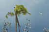 Tubbataha16.jpg (138244 byte)