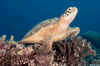 Tubbataha9.jpg (44375 byte)