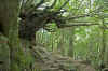 Yakushima2.jpg (687930 byte)
