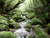 Yakushima9.jpg (228021 byte)