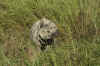 Kaziranga10.jpg (248606 byte)