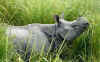Kaziranga2.jpg (352697 byte)