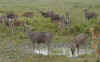 Kaziranga4.jpg (562309 byte)