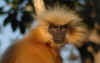 Kaziranga5.jpg (205667 byte)