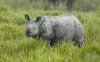 Kaziranga.jpg (390953 byte)