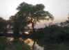 Keoladeo5.jpg (44018 byte)