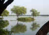 Keoladeo6.jpg (45280 byte)