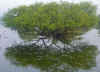 Keoladeo8.jpg (60826 byte)