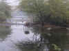 Keoladeo9.jpg (206404 byte)