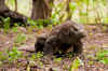 Komodo6.jpg (266742 byte)