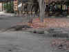 Komodo8.jpg (129375 byte)