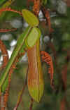 Kinabalu3.jpg (156475 byte)