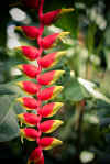 Kinabalu4.jpg (153847 byte)