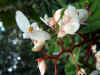 Kinabalu5.jpg (392554 byte)
