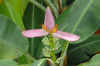 Kinabalu6.jpg (244204 byte)