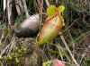 Kinabalu7.jpg (323879 byte)