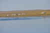Dauria11.jpg (80044 byte)