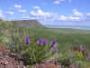 Dauria13.jpg (256027 byte)