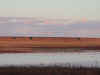 Dauria15.jpg (121944 byte)