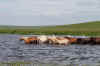 Dauria2.jpg (591086 byte)