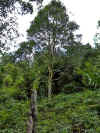 Sinharaja11.jpg (569025 byte)