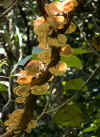 Sinharaja3.jpg (303224 byte)