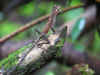 Sinharaja6.jpg (446929 byte)