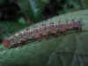 Sinharaja7.jpg (378897 byte)