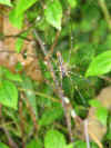 Sinharaja9.jpg (517688 byte)