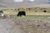 Pamir10.jpg (263741 byte)