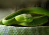 Dong Phayayen6.jpg (145879 byte)