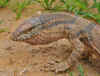 Turan8.jpg (292250 byte)