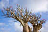 Socotra2.jpg (195386 byte)